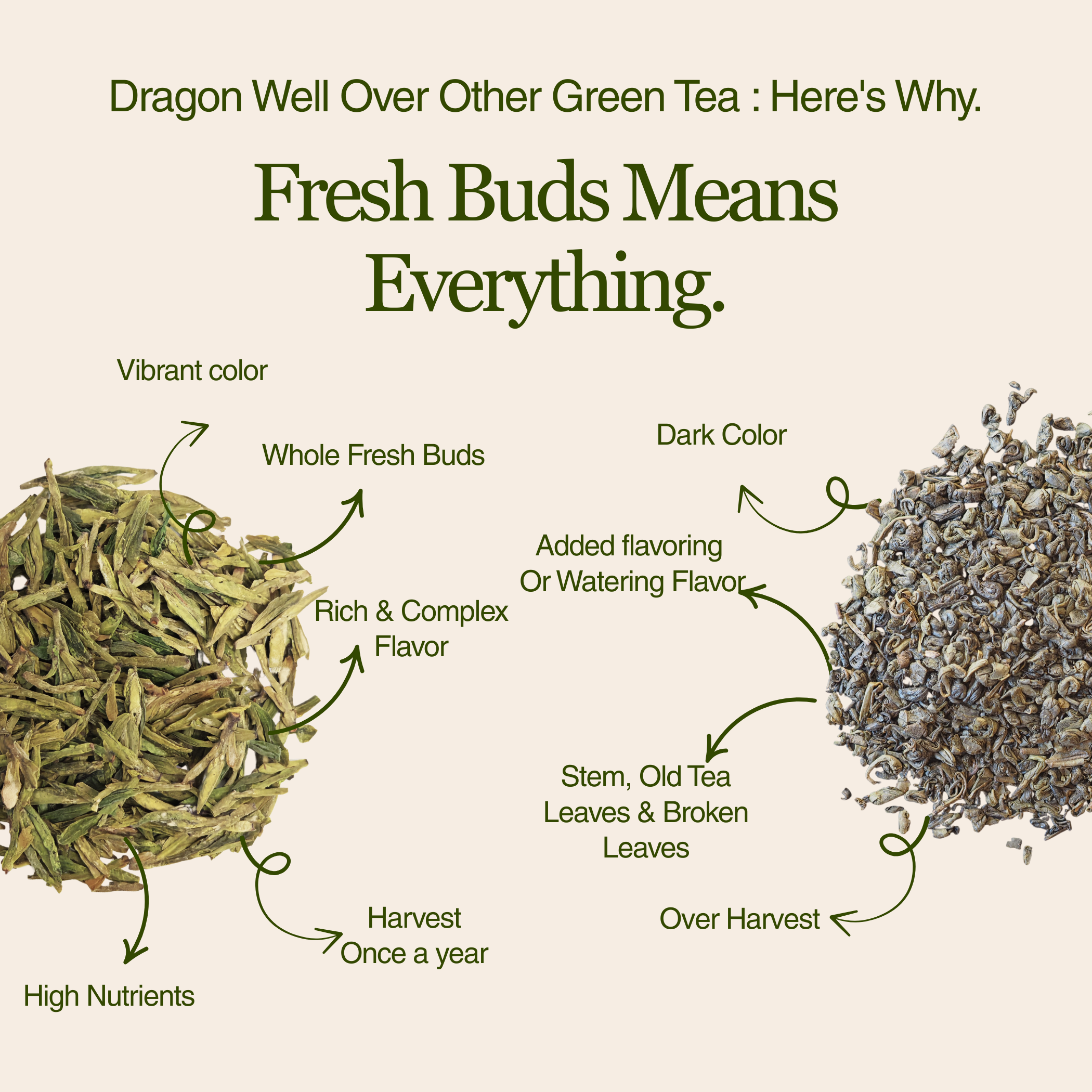 Imperial Dragon Well – 2025 Championship Tea WINNER