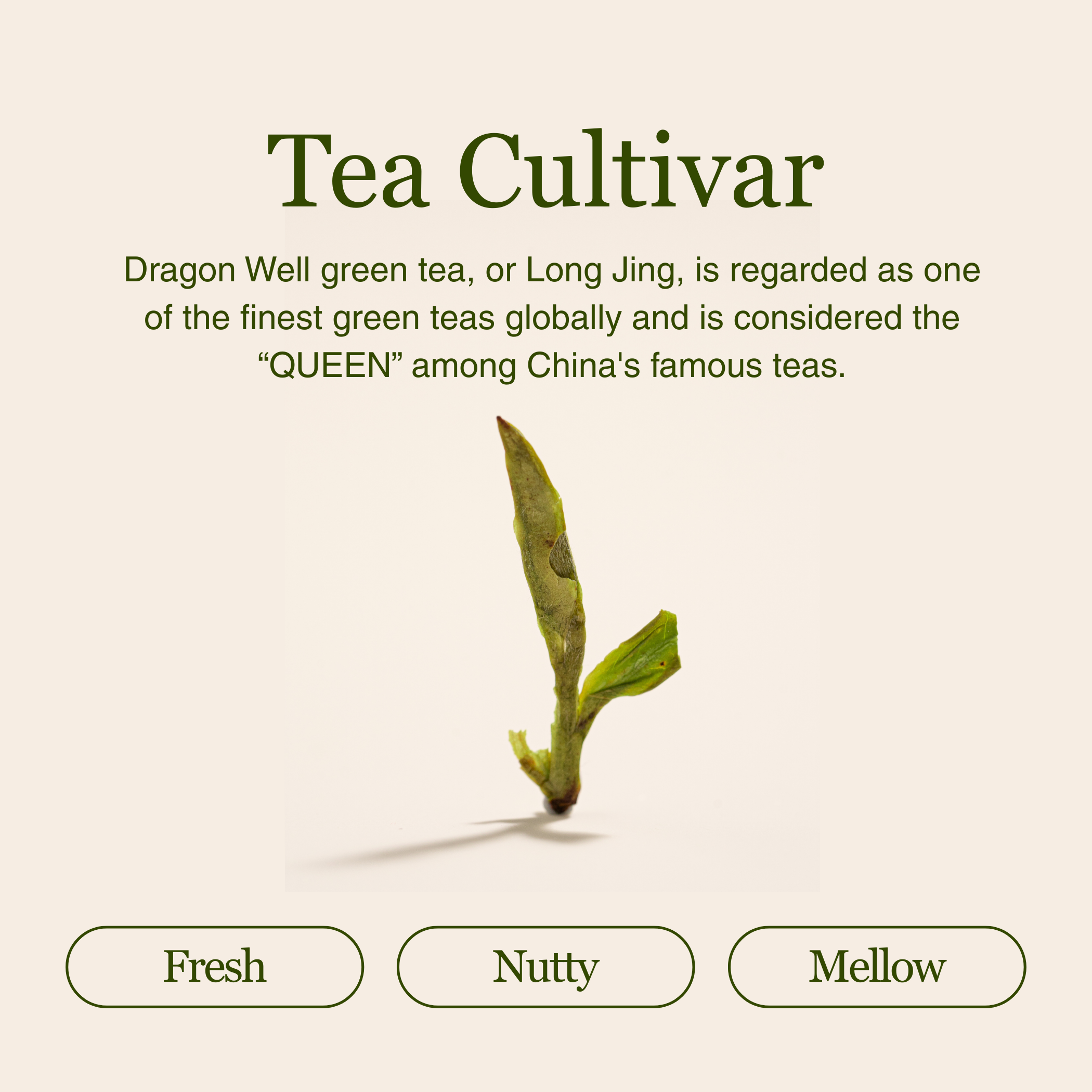 Imperial Dragon Well – 2025 Championship Tea WINNER