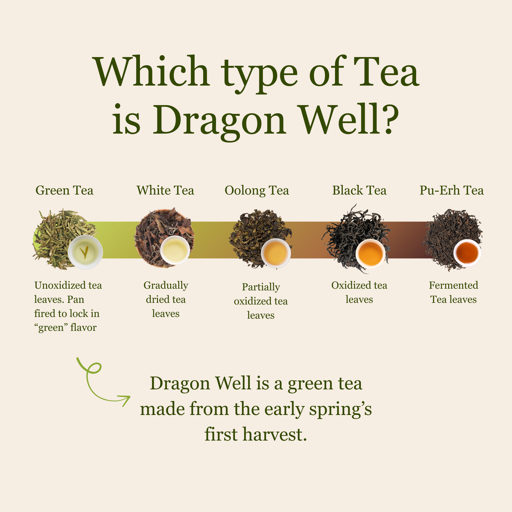 Imperial Dragon Well – 2025 Championship Tea WINNER