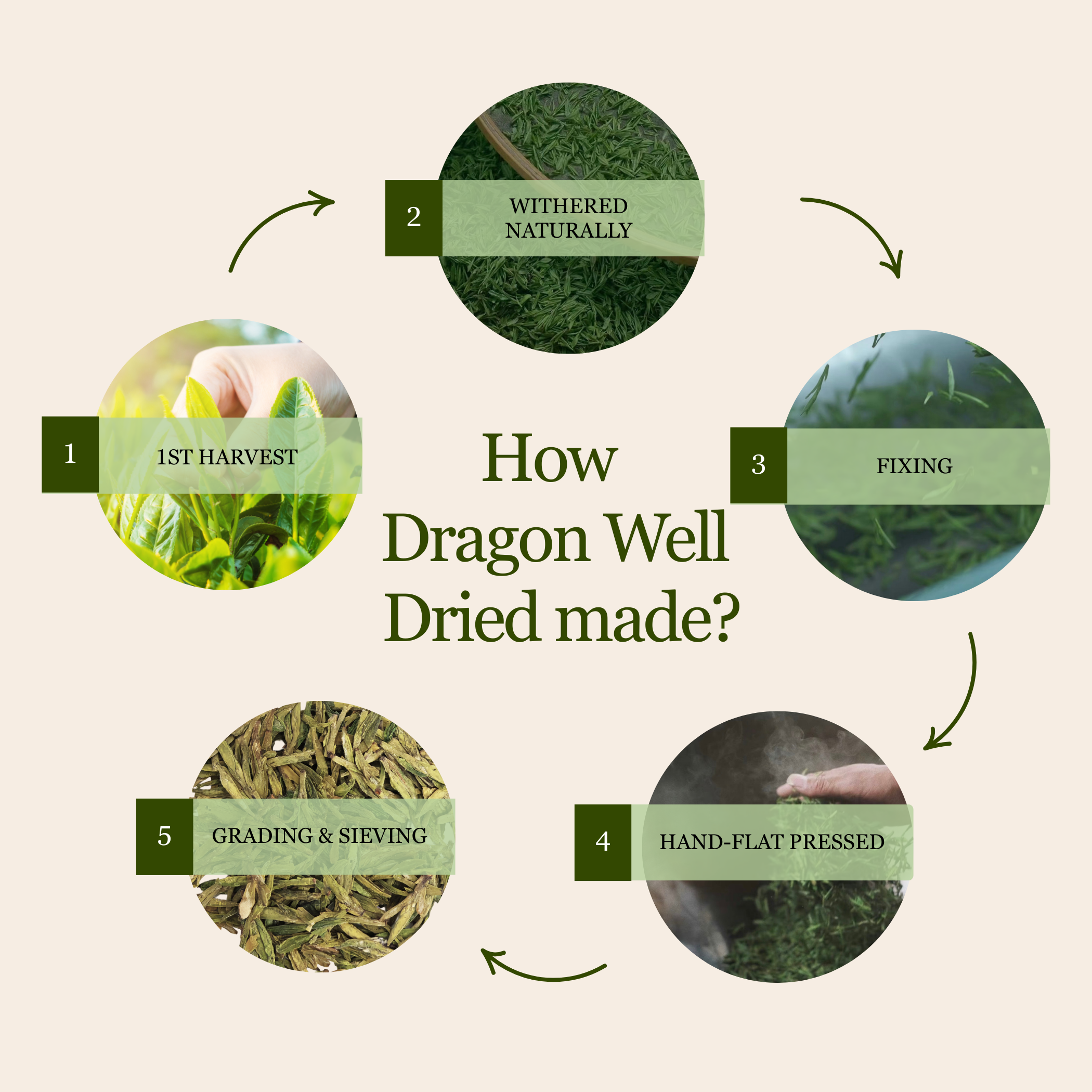 Imperial Dragon Well – 2025 Championship Tea WINNER