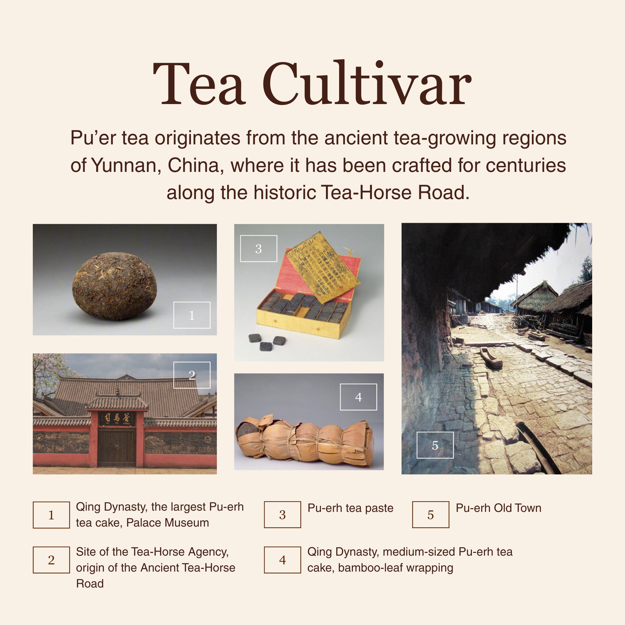 Golden Reserve Ripe Pu–erh – 50g / 1.8oz