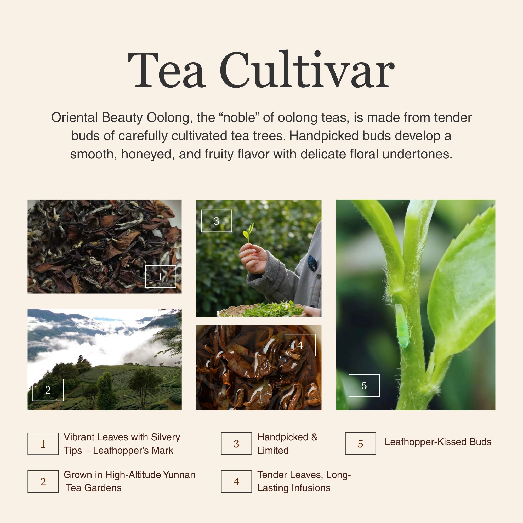 Oriental Beauty Oolong Tea β 50g/1.8oz