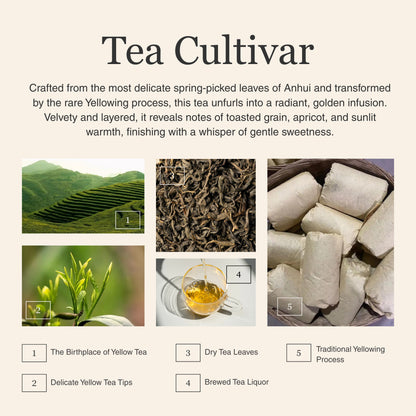 Golden Sprout Yellow Tea