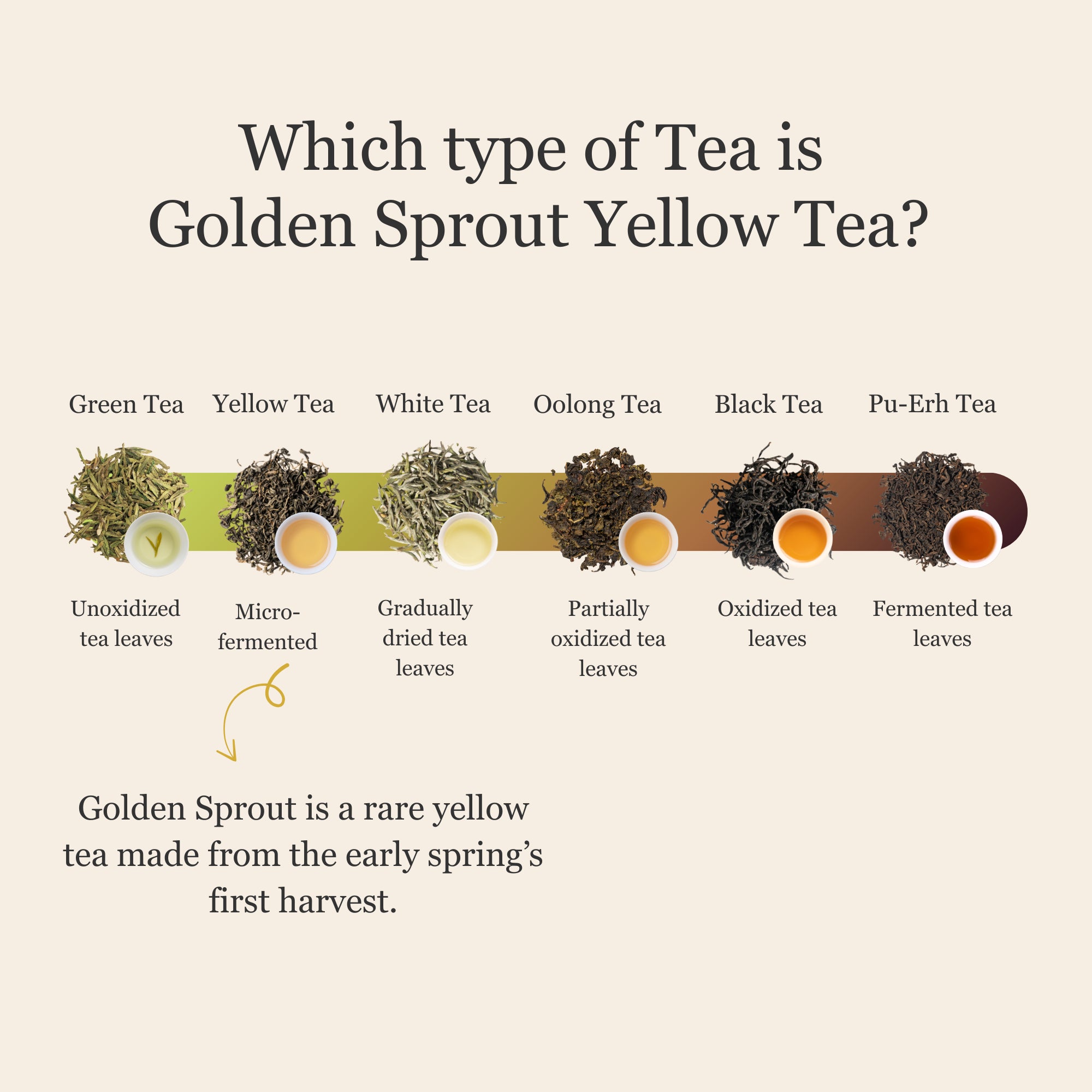 Golden Sprout Yellow Tea