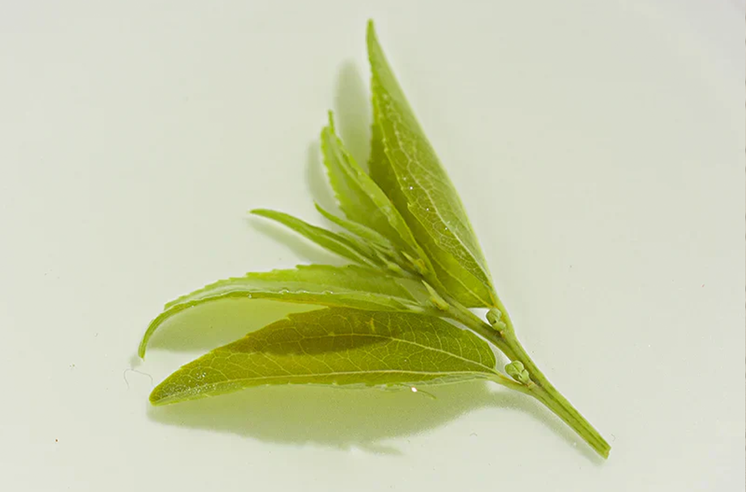 Hibiscus tea