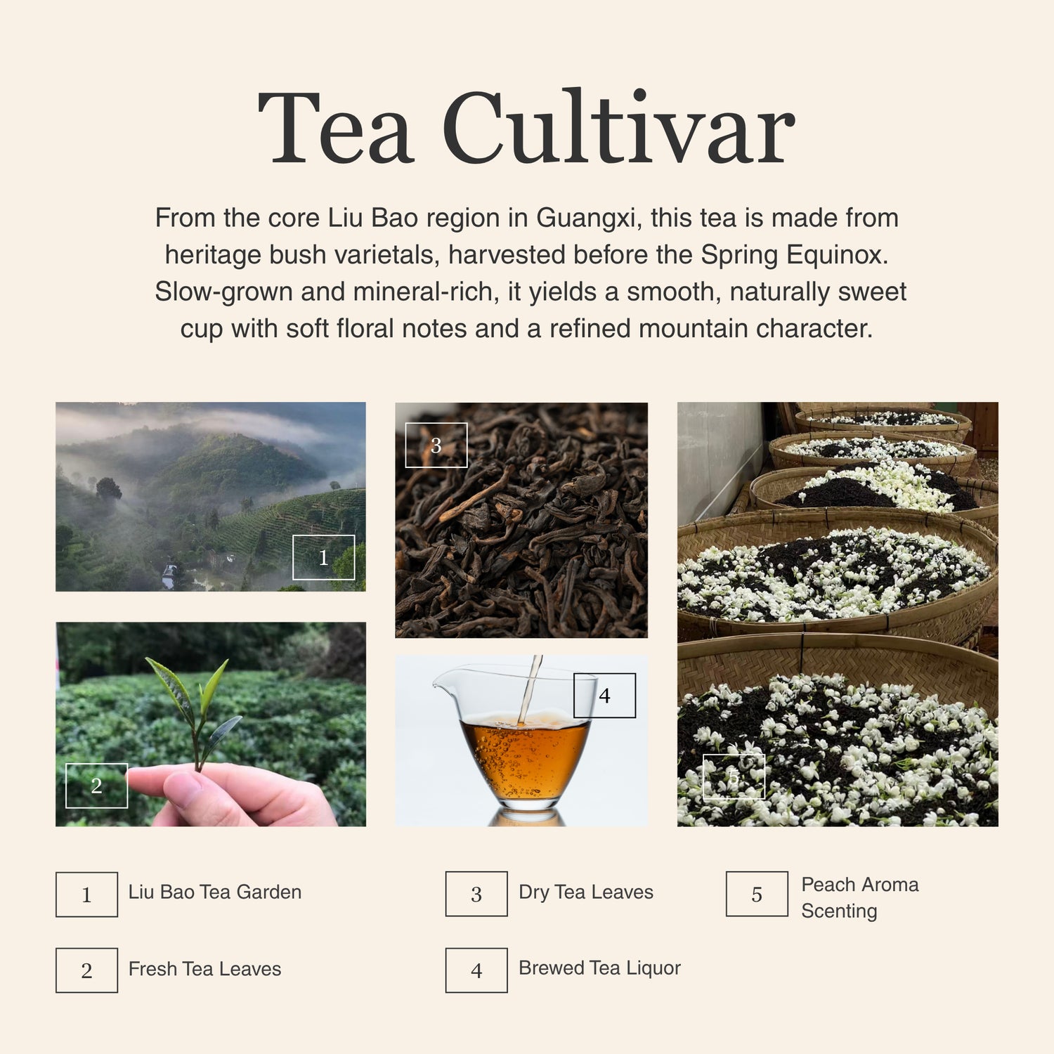 Peach Aroma Liu Bao Dark Tea
