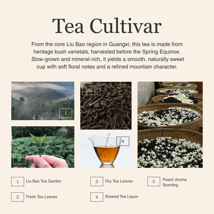 Peach Aroma Liu Bao Dark Tea
