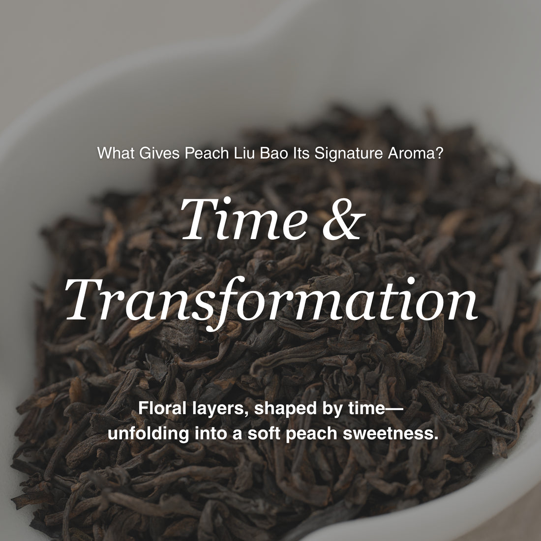 Peach Aroma Liu Bao Dark Tea