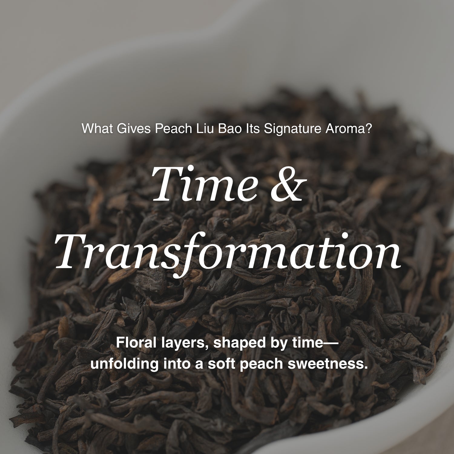 Peach Aroma Liu Bao Dark Tea