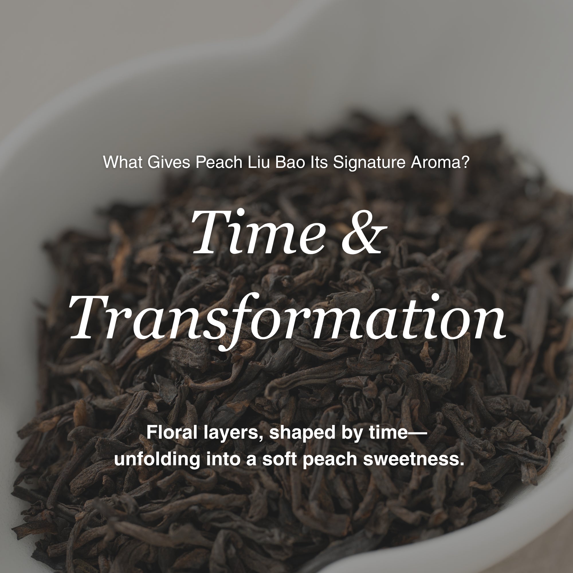 Peach Aroma Liu Bao Dark Tea