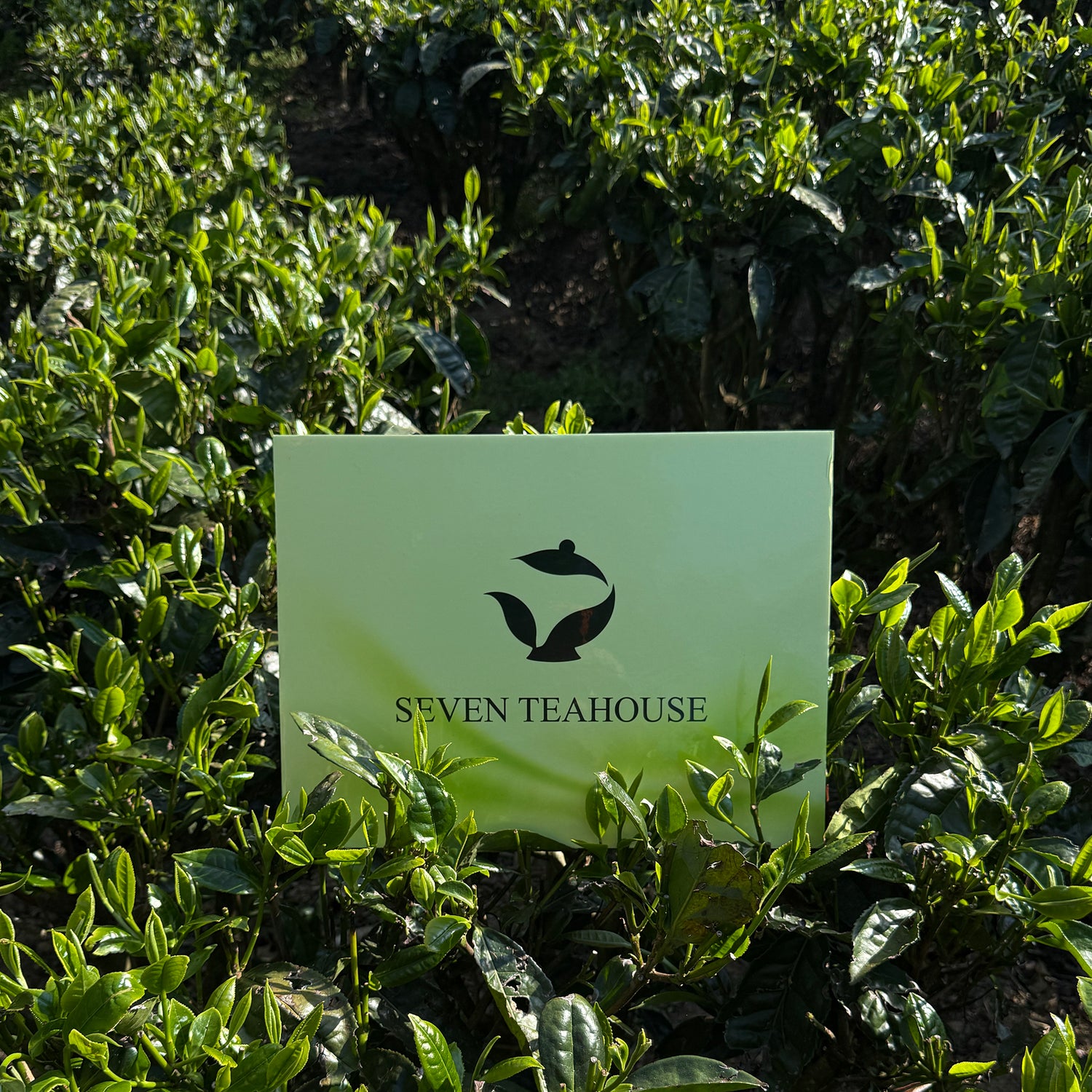 Peach Aroma Liu Bao Dark Tea